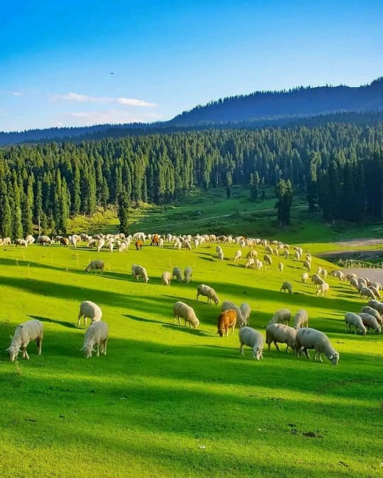 4 Day Kashmir Toubutt Tour From Lahore