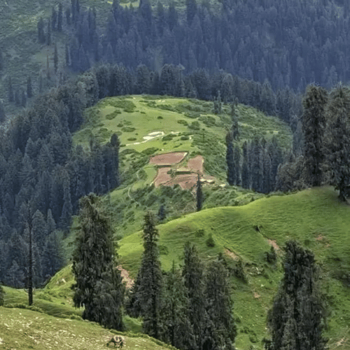 Delightful Murree & Nathiagali Tours From Islamabad